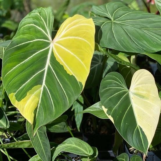 bonggol philodendron gloriosum variegata