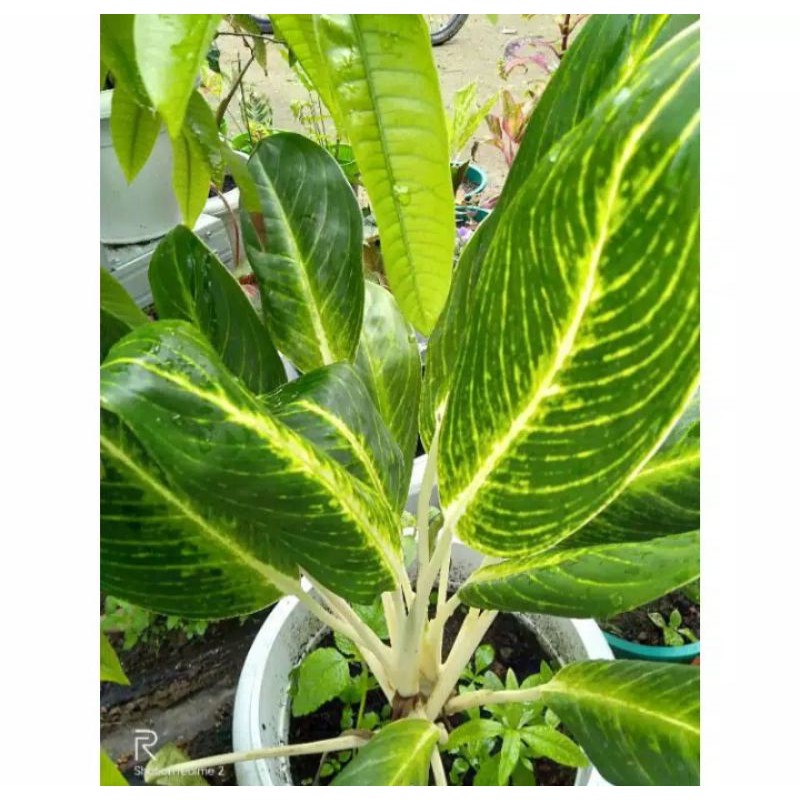 Aglonema Given
