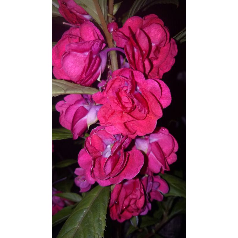 Pacar Air Tumpuk Merah Marun