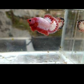 cupang jantan fency white scale