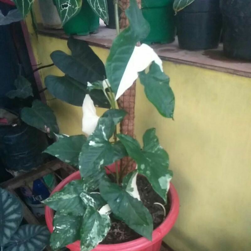 Singonium Varigata Anakan