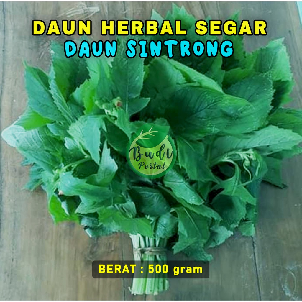 

DAUN SINTRONG MURAH MASIH SEGAR 500gram