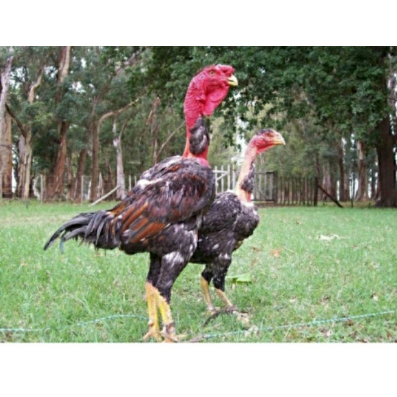 

TELUR AYAM GANOI SUPER MEWAH JUMBO UNTUK DI TETASKAN