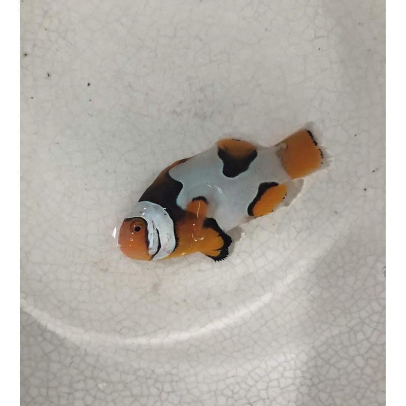 ikan hias laut nemo picasso