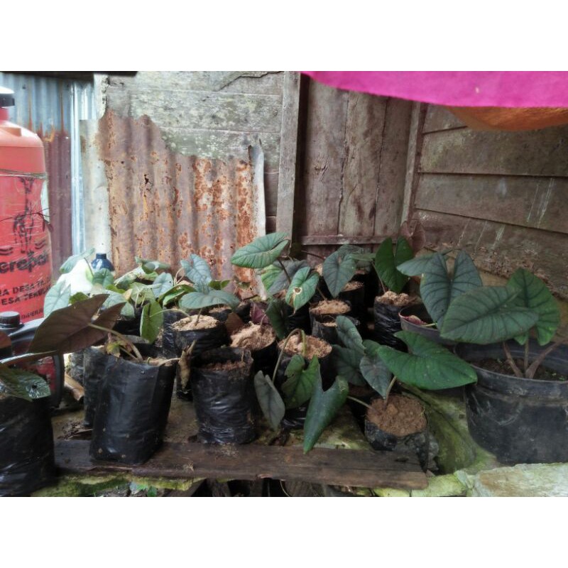 Alocasia Regina SP Kalimantan