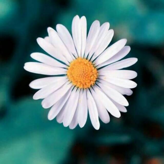 yulieartawijayanti1507