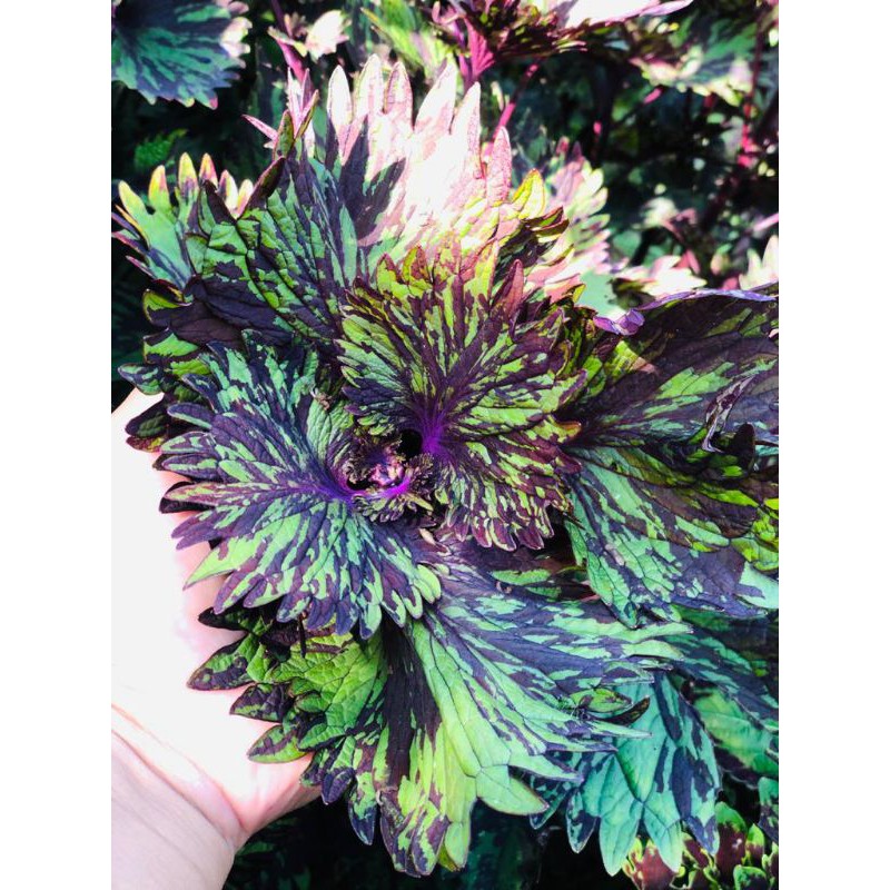 Miana_premium/Miana_langka/jawerkotok