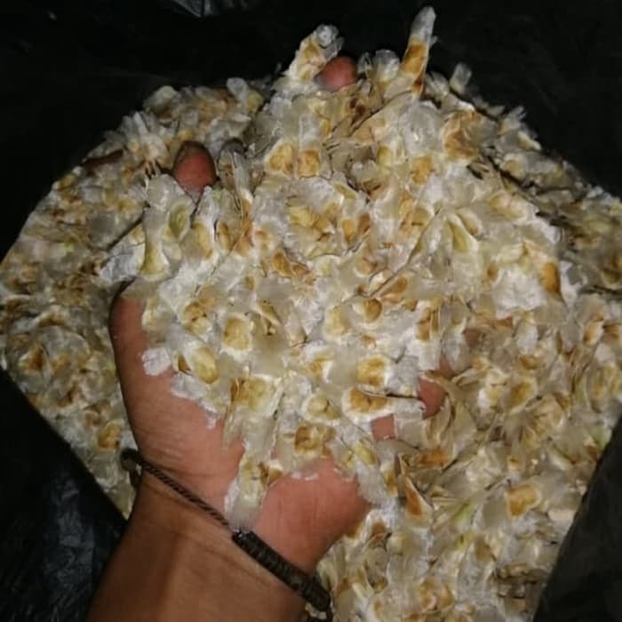 Benih pohon sakura Tabebuya/Biji pohon sakura Tabebuya