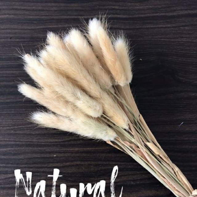 Lagurus natural/bunny teill