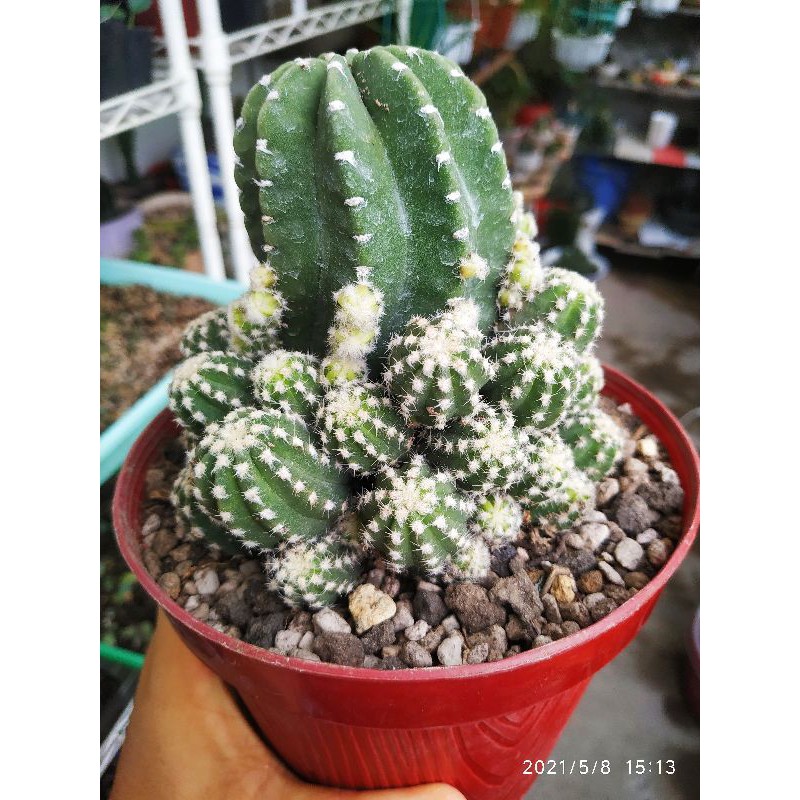 Kaktus Unik Rare Item Jumbo Subdenudata Fuzzy Navel Import