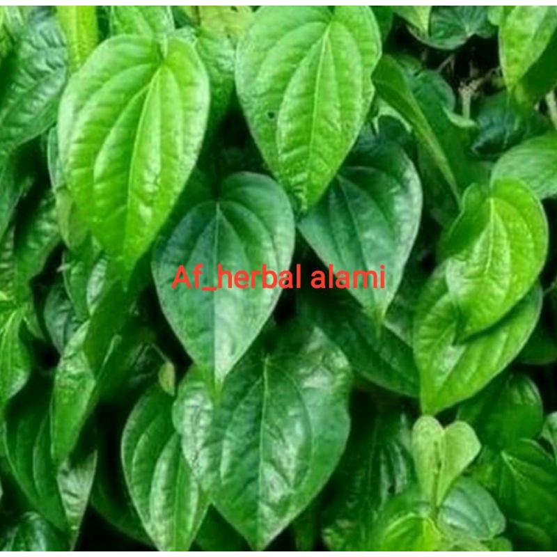 

DAUN SIRIH HIJAU HERBAL (30 lembar)