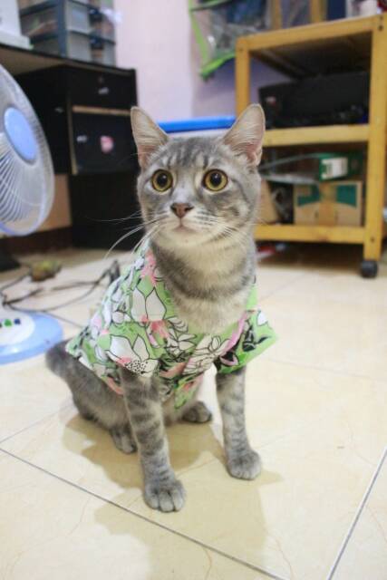 Edisi spesial baju pantai happy international cat day / baju kucing lucu size S M L XL