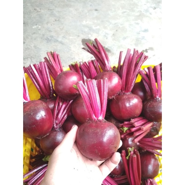 

Buah Bit 2 kg LEBIH