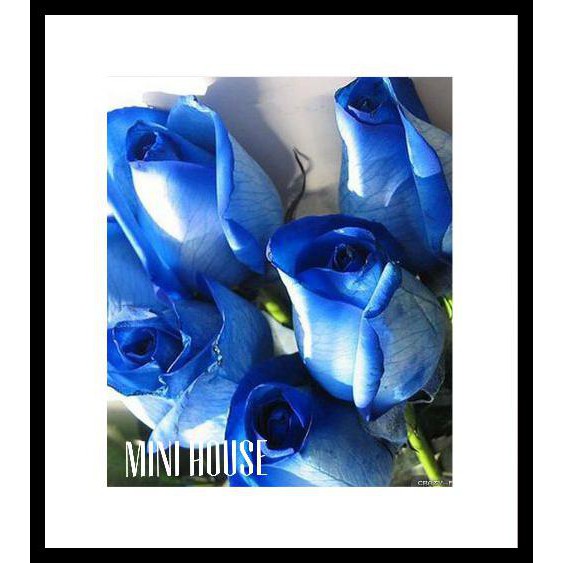 BIBIT BENIH BIJI MAWAR / MAWAR BIRU