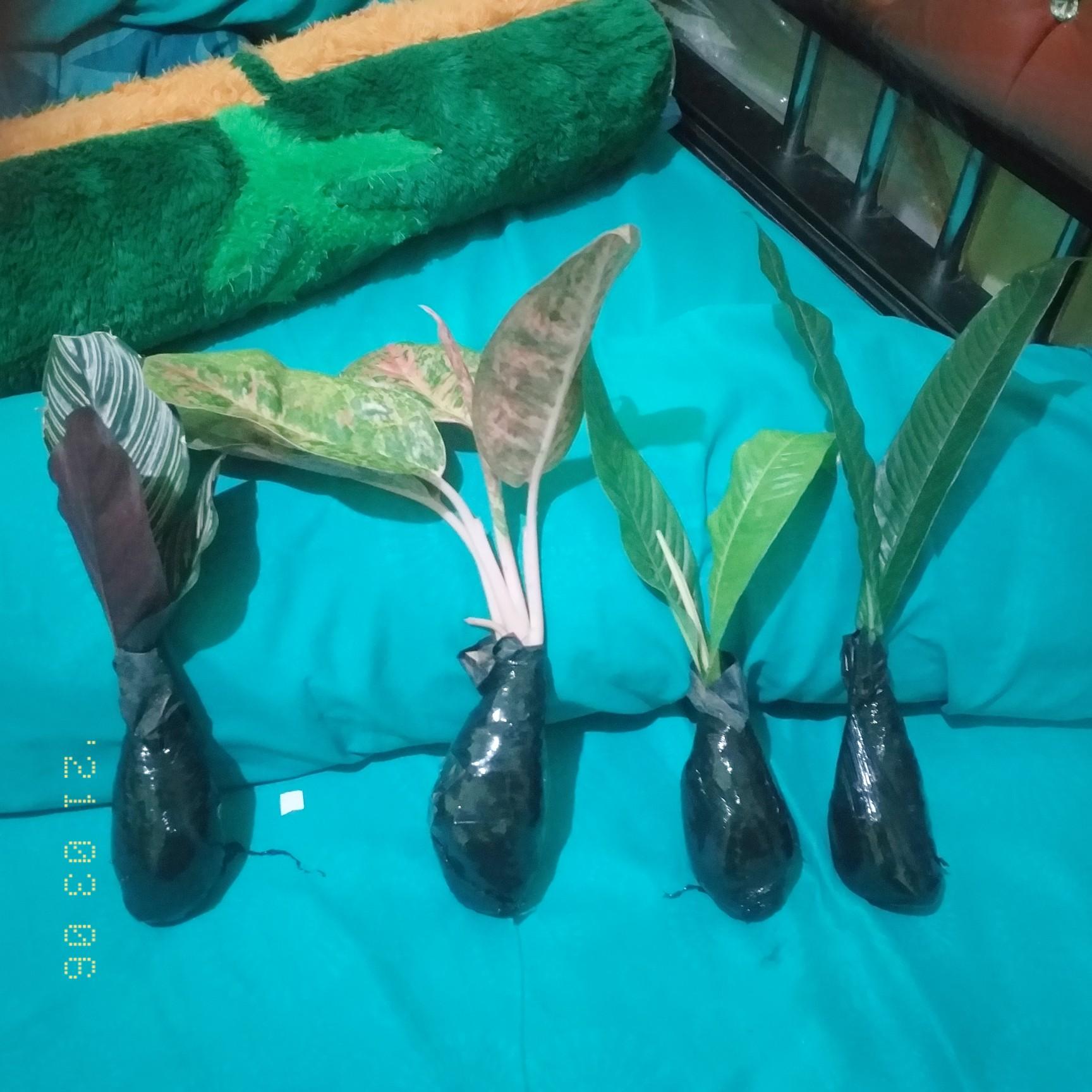 Tanaman Hias Bibit Anturium Linet