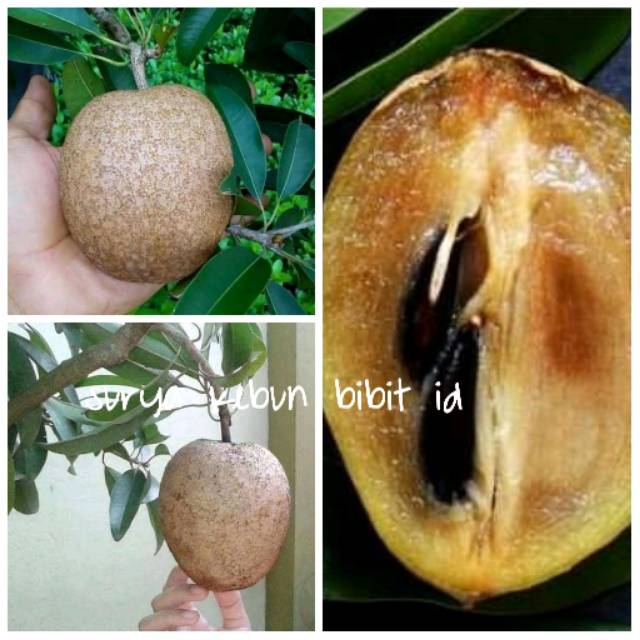 Paket 4 bibit sawo jumbo