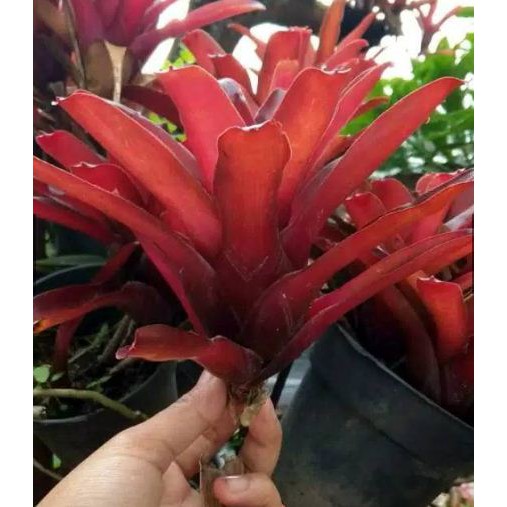 

Bromel merah hati