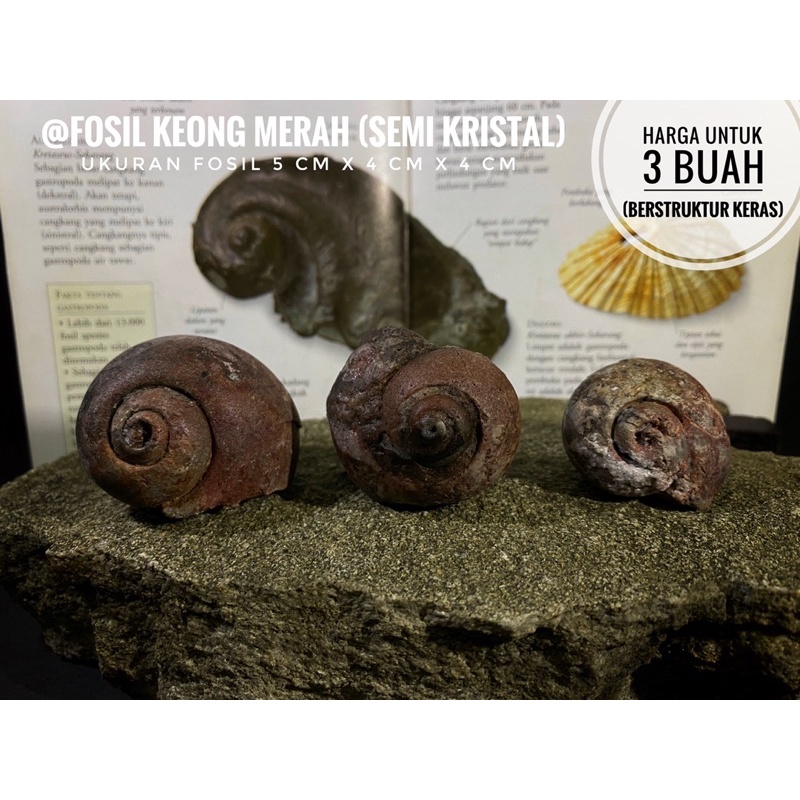 Fosil Keong Merah Temuan B34 atau Fosil Keong Kristal atau Fosil Kerang atau Kol Buntet Fosil