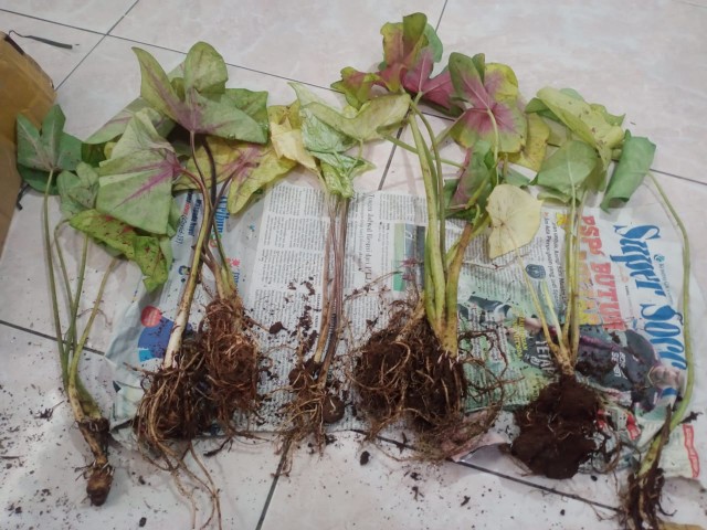 Tanaman Hias Keladi Army/caladium Army