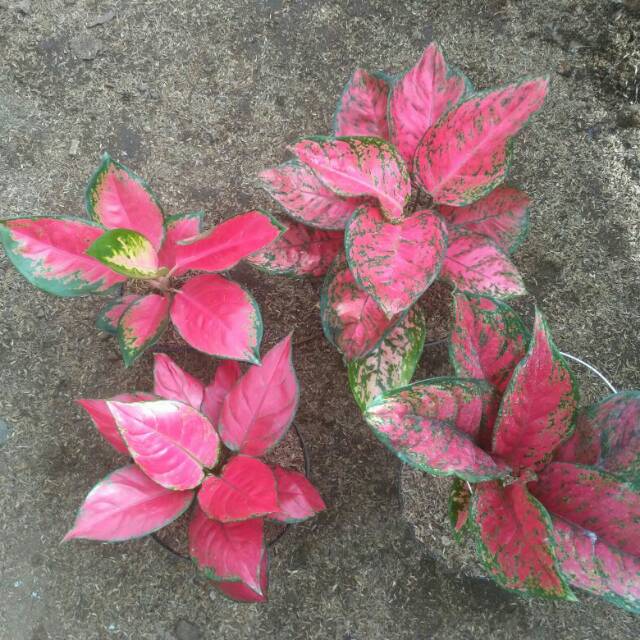 Aglonema paket 4 jenis import merah