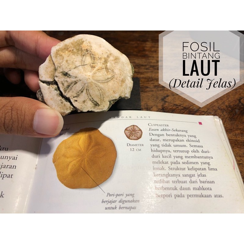 Fosil bintang laut natural B15 atau fosil keong atau fosil kerang atau fosil landak laut