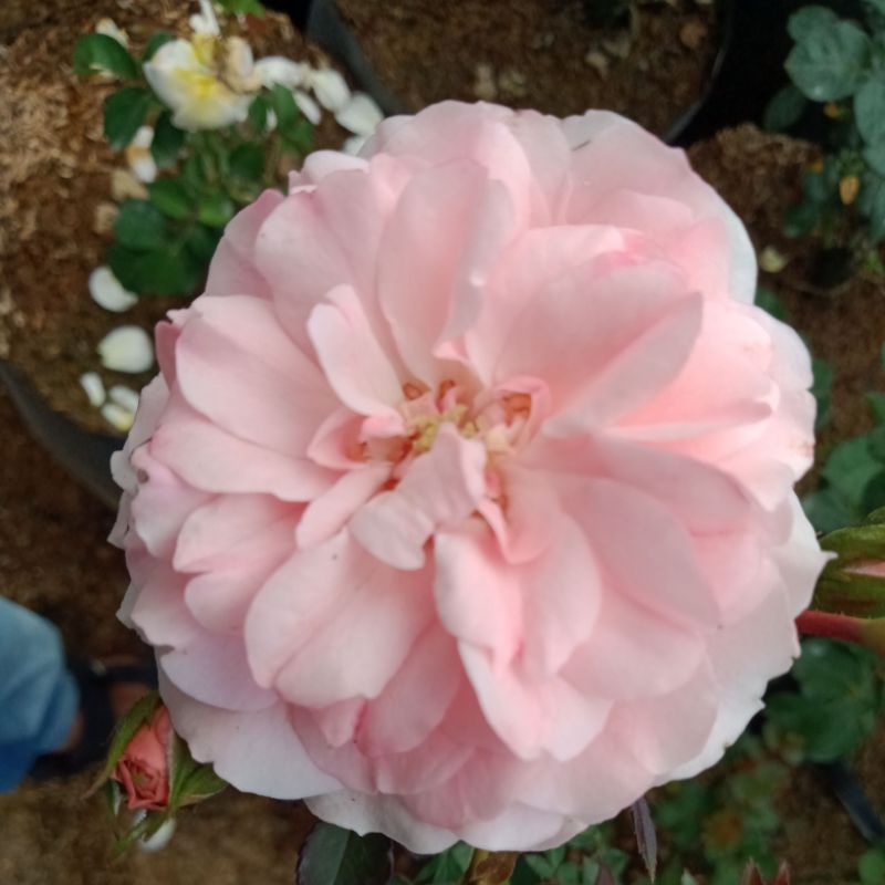 TANAMAN BUNGA MAWAR IMPORT ROSARIO CLIMBING