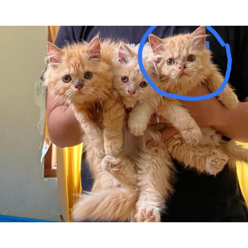 kitten Persia flatnose