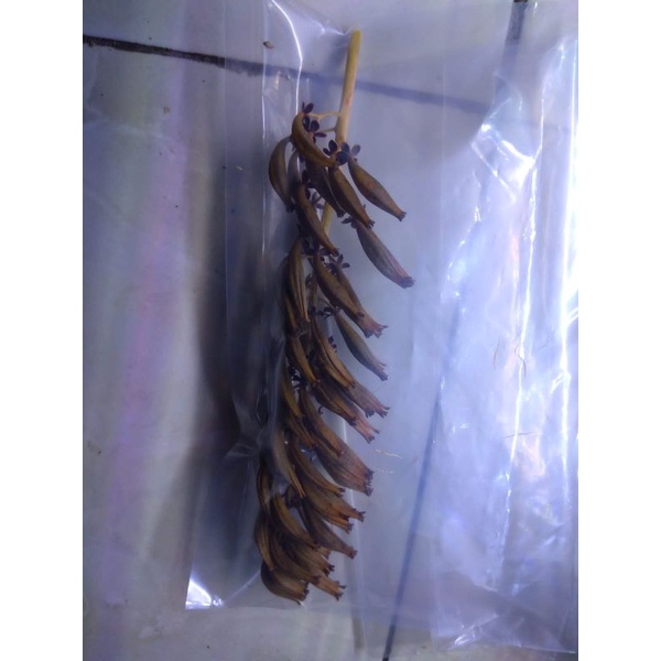 Biji Benih Seed Nepenthes Hybrid (Adrianii x eustachya) x (Globosa x khasiana)