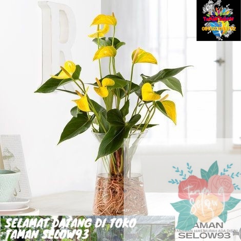 TANAMAN HIAS ANTHURIUM MICKEY MOUSE BUNGA KUNING-TANAMAN BUNGA HIDUP (anthorium) RUMAH Anthurium
