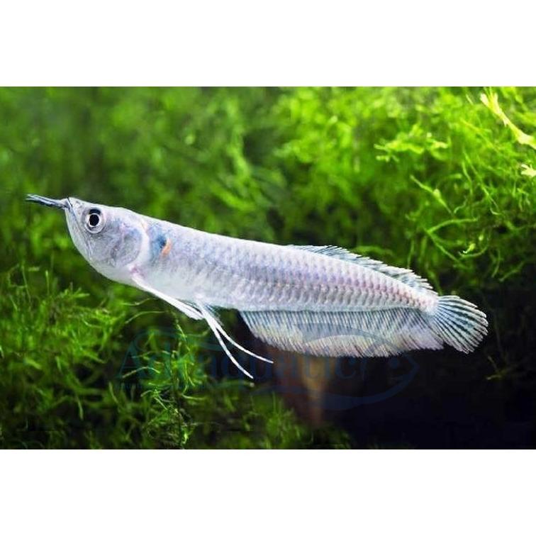 (Bandung) Ikan Hias Arwana Silver Brazil Arowana Air Tawar Aquarium