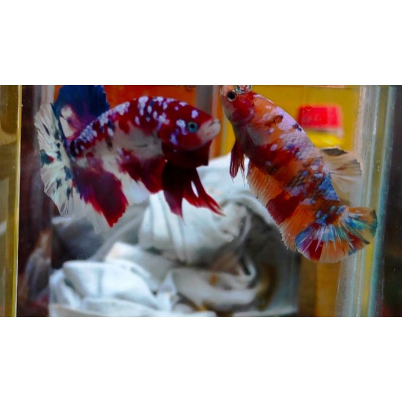 IKAN CUPANG HIAS MULTICOLOUR NEMO PURPLE GALAXY STRONG COLOUR INDUKAN TOP GRADE TERMURAH