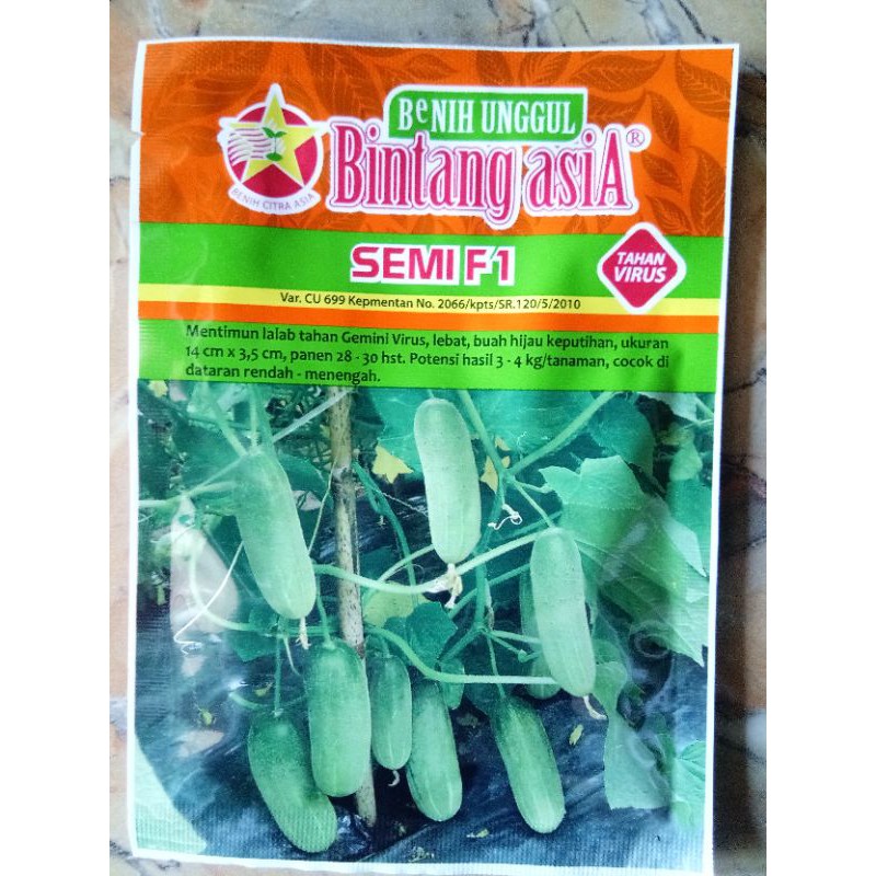 benih timun bintang asia