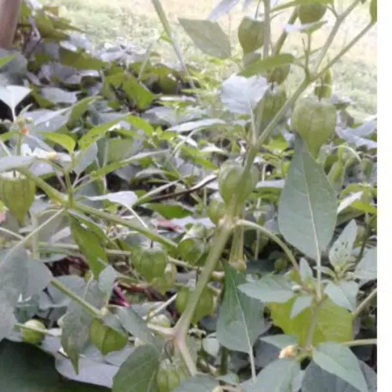 

Tanaman Ciplukan Herbal Penurun Kadar Kolesterol Isi 500 g