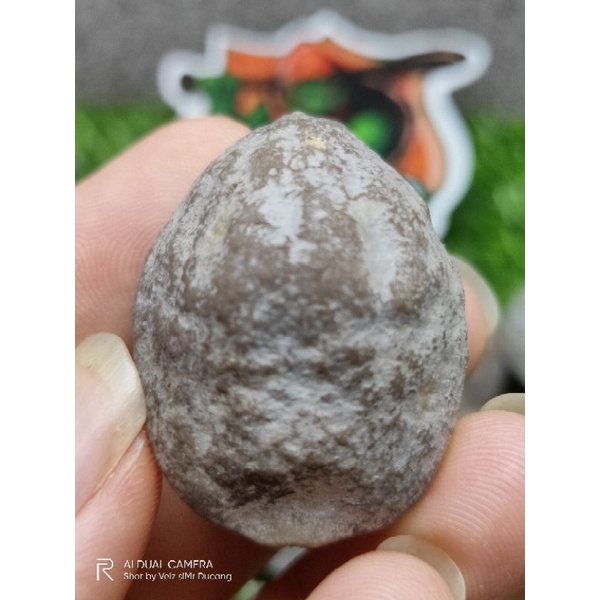 MUNCANG ADU JAYANTI ANAK SI ENTOG (size kecil medium)