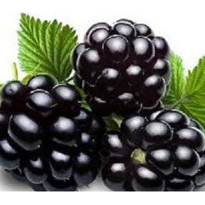 Bibit Benih Tanaman Bibit Tanaman Buah Blackberry *_@