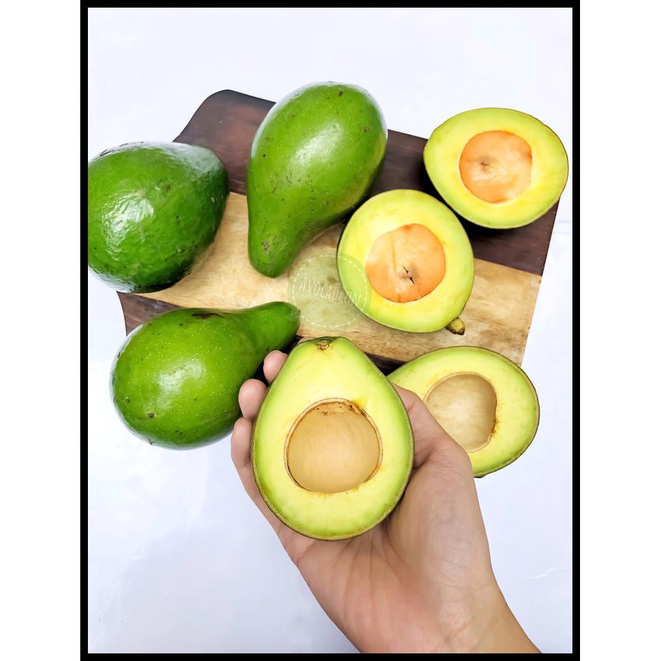

Terjamin Alpukat Avocadron Mini