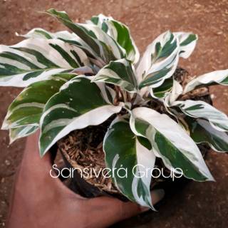  Tanaman  Hias Calathea Pinstripe Kalatea Mini Unik 