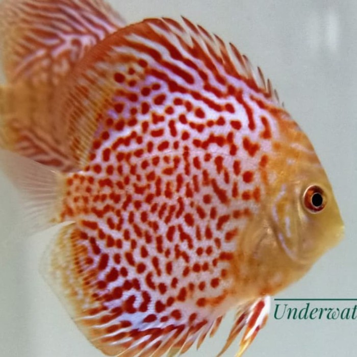 well-51 ikan discus 3.5 inch ikan diskus