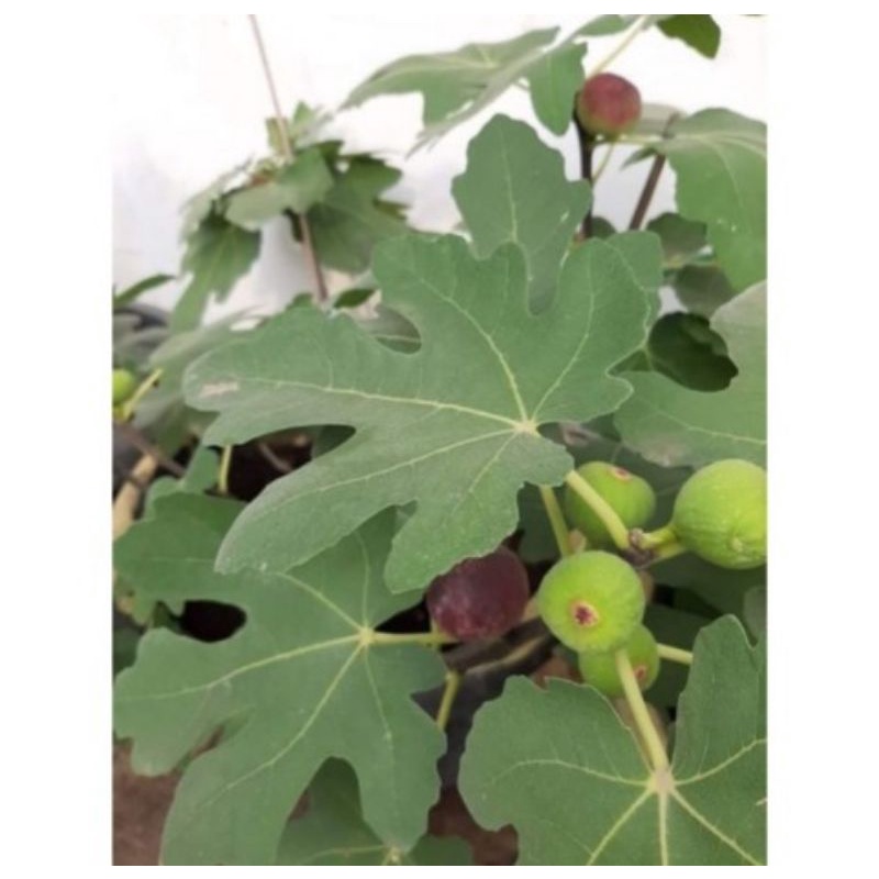 BIBIT BUAH TIN BERBUAH