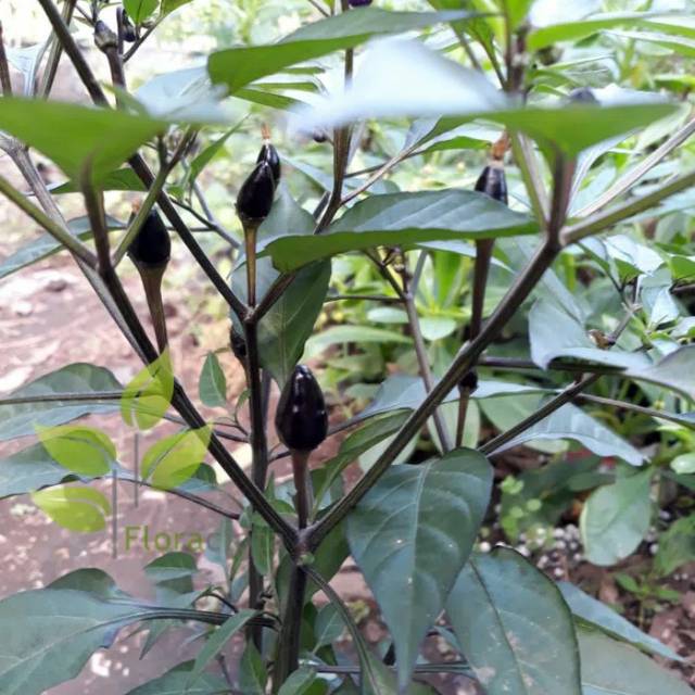 Bibit cabai rawit ungu/cabe ungu