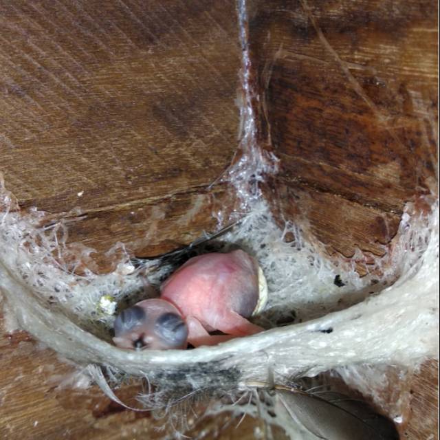 

Edible birdnest (sarang walet)