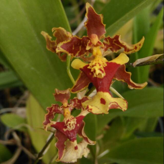 Oncidium hybrid dewasa