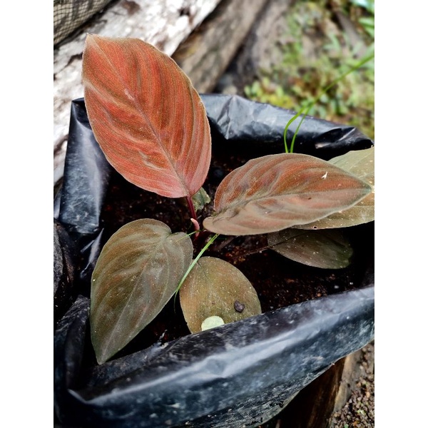 homalomena red velvet