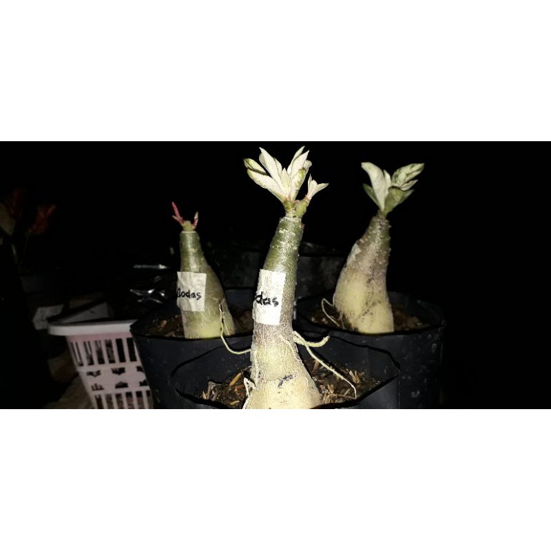 Adenium Varigata BODAS bunga tumpuk 2 lapis