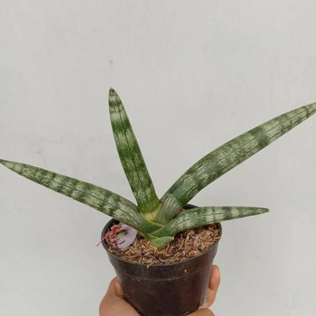 Sanseveria