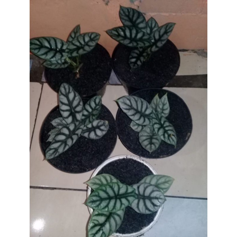 tanaman hias alocasia dragon/keladi tengkorak scale silver