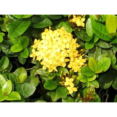 Tanaman Hias Asoka Jepang Kuning