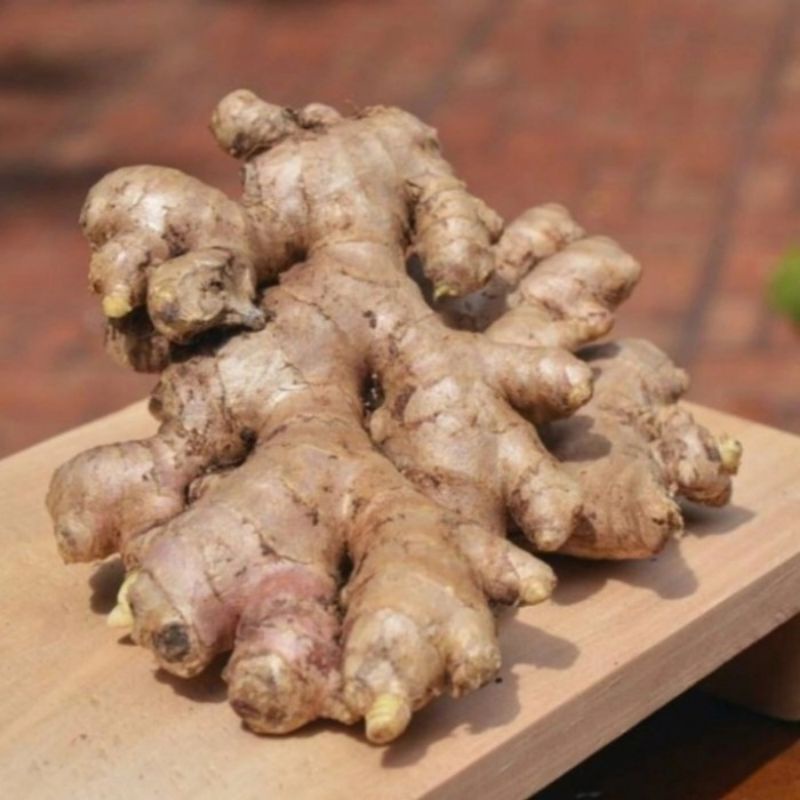 

1kg Jahe gajah super segar tua bisa untuk bibit