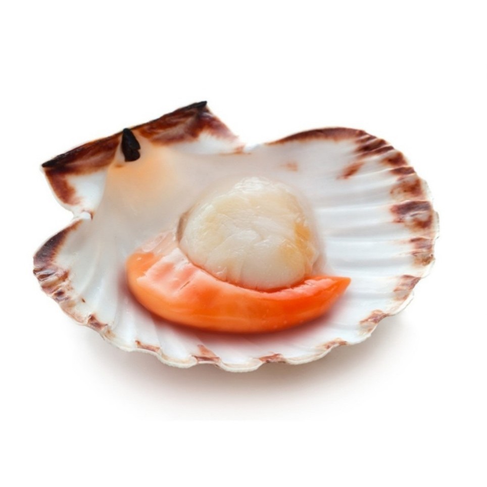 

KERANG KIPAS (SCALLOP HALF SHELL) JEPANG PREMIUM BEKU