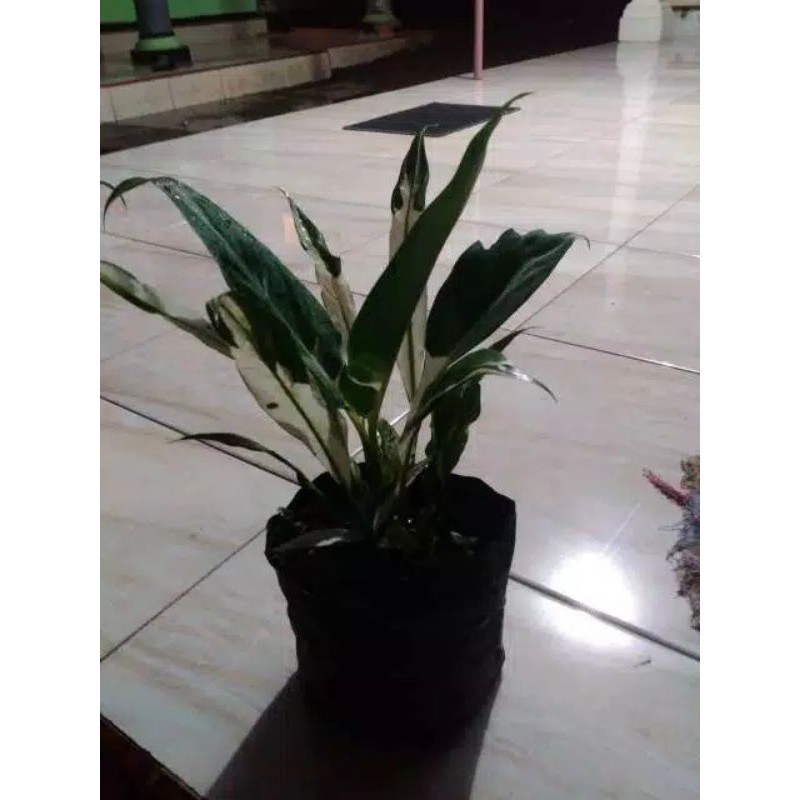 TANAMAN HIAS SEPATU FILUM VARIEGATA